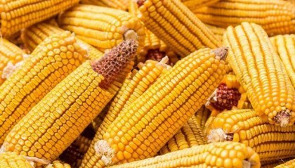 玉米价格跌势告终？农敢网玉米行情走势分析