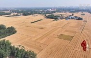 新华社关注山东冠县：80余万亩小麦开镰收割